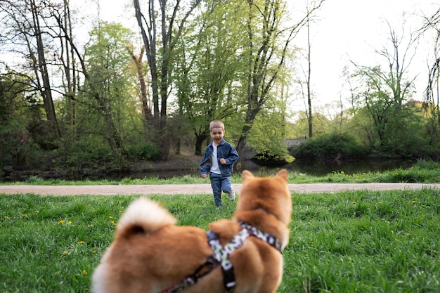 A dog wearing a harness, calmly walking beside its owner in a park, with other dogs visible in the background at a distance. The owner is holding treats and maintaining eye contact with the dog.