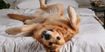 Separation Anxiety Solutions: Calm Your Dog for 4 Hours Alone - Cover Image