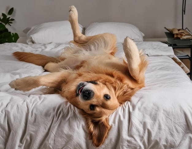 Separation Anxiety Solutions: Calm Your Dog for 4 Hours Alone