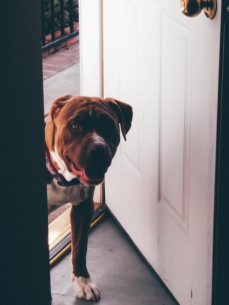 A close-up shot of a dog looking distressed and whimpering by a closed front door, its paws resting on the door as if trying to scratch it open. The lighting is dim to evoke a sense of sadness and loneliness.