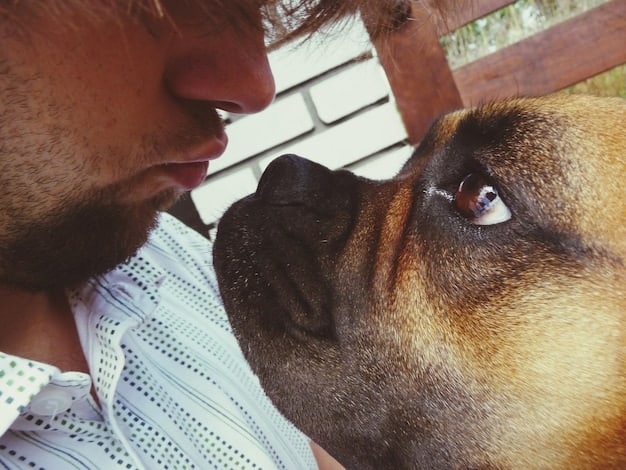A close-up shot of a dog's face, focused intensely on its owner who is holding a high-value treat. The owner's hand is just out of reach, creating anticipation and motivation in the dog's expression. The background is blurred to keep the focus on the dog's face and the treat.