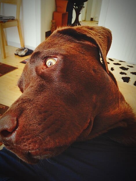 A close-up of a dog displaying fearful body language, such as tucked tail, whale eye, and flattened ears, while a person is approaching them.