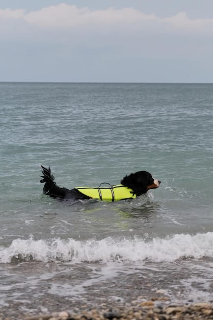 A dog wearing an Anti-Counter Surfing Training Collar