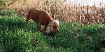 Stop Dog Digging: Solve Your Yard Digging Dilemma! - Cover Image