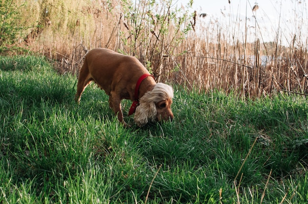 Stop Dog Digging: Solve Your Yard Digging Dilemma!