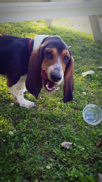 A close-up shot of a beagle happily engaged with a puzzle toy in a backyard. He is focused and actively trying to get the treats out, showcasing a method to combat boredom.