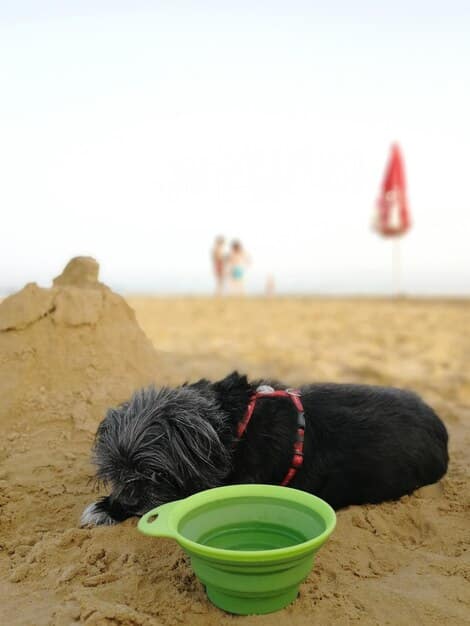 A medium-sized mixed breed dog happily digging in a designated sandbox filled with sand, with a few toys scattered around. The dog appears focused and content in his digging area.