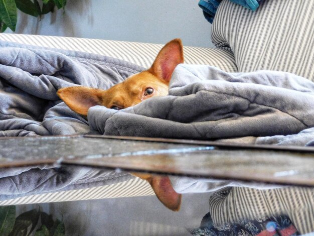 A small dog wearing a thundershirt, looking calm and relaxed on a dog bed during a rainstorm. The room is softly lit, creating a soothing environment.