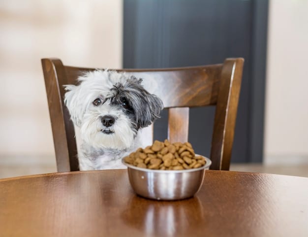 A close-up shot of a dog's face, showing a tense expression with a slightly curled lip and a direct stare. The dog is positioned near a food bowl.