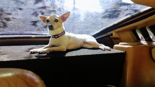 A small dog, a terrier mix, is happily sitting in a car seat designed for dogs. The dog is looking out of the window with relaxed posture, enjoying the ride.
