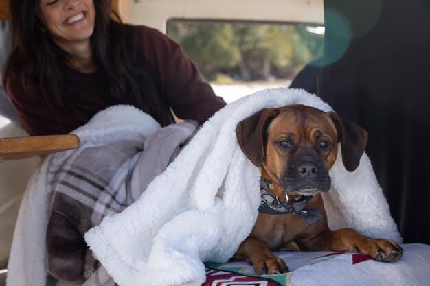 A beagle is calmly lying down on a comfortable dog bed in the back of an SUV. The dog appears relaxed and is chewing on a toy. The car is clean and well-maintained.