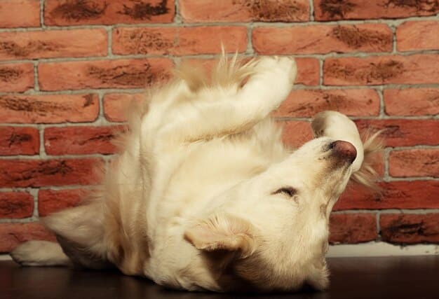 Stop Excessive Licking: A 10-Day Guide to Identify & Solve the Habit