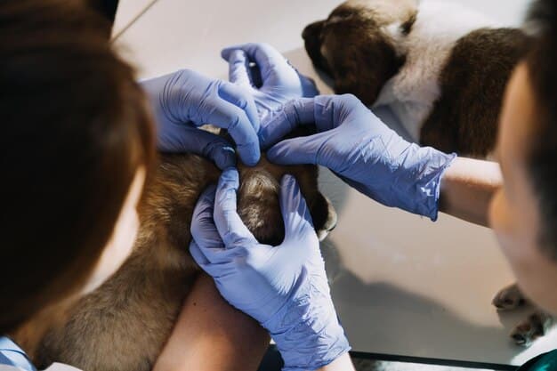 A close-up shot of a veterinarian examining a dog's skin during a check-up. The vet is gently parting the fur to inspect the skin for signs of irritation, allergies, or infection. The dog appears calm and cooperative.
