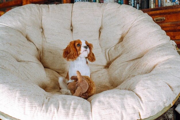 Crate Training Challenges: How to Solve Problems in 2025