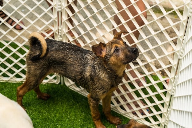 A small terrier mix hesitates at the entrance of a wire crate. The dog's ears are drooped back, and its tail is tucked between its legs, indicating fear and anxiety. The crate is in a living room setting, partially visible with a couch and a rug. The terrier seems to be looking towards its owner to give support and comfort.