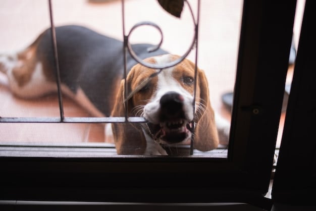 A beagle puppy is shown inside a crate, barking and pawing at the wire door. The crate is in a corner of a room, with a water bowl and a blanket inside. The puppy looks distressed and is clearly trying to get out. The photo catches the struggle and the need for comfort in crate training.