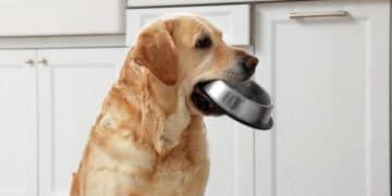 Food Aggression: A Comprehensive Guide to Stop It - Cover Image