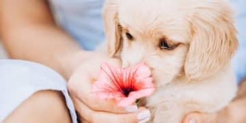 Puppy Biting: Gentle & Effective Training Methods - Cover Image