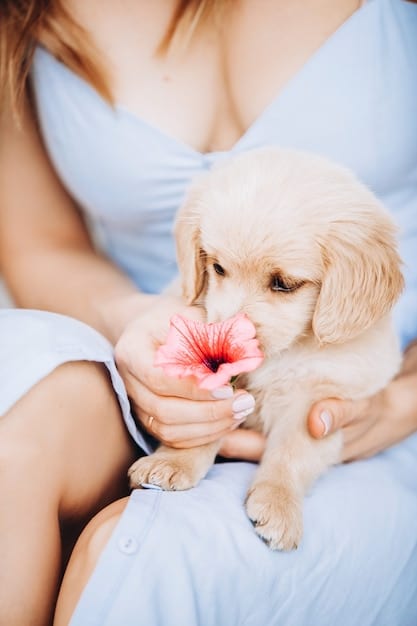 Puppy Biting: Gentle & Effective Training Methods
