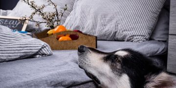 Destructive Behavior in Senior Dogs: Causes & Solutions - Cover Image