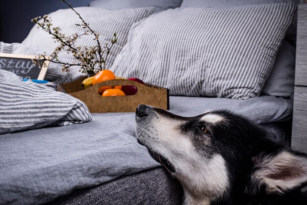 Destructive Behavior in Senior Dogs: Causes & Solutions