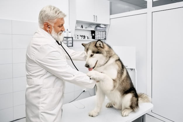 A veterinarian gently examining a senior dog on an examination table, with a stethoscope around their neck.