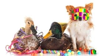 Are Pet Toy Subscription Boxes Worth It? 2025 Reviews - Cover Image