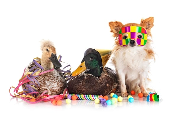 Are Pet Toy Subscription Boxes Worth It? 2025 Reviews