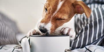 Smart Pet Feeders in 2025: Are They Worth the Hype? - Cover Image