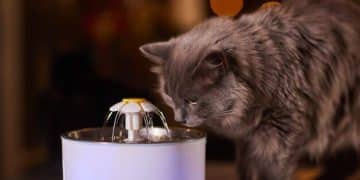 Are Automatic Pet Water Fountains Worth It? Top Brands Reviewed - Cover Image