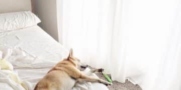 Dog Bed Reviews: Find the Best Bed for Your Furry Friend - Cover Image