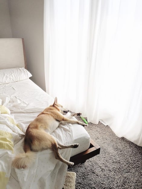 Dog Bed Reviews: Find the Best Bed for Your Furry Friend