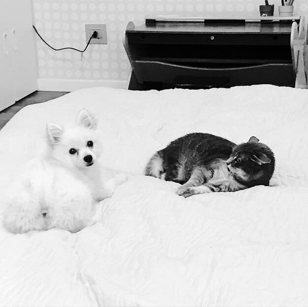 A split-screen image showing two different types of dog beds: on one side, a memory foam orthopedic bed, and on the other side, an elevated cot-style bed.