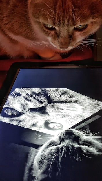 A split-screen image comparing two different pet cameras, one showing the Furbo Dog Camera interface and the other showing the Petcube Bites 2 interface. Highlight the differences in their features.