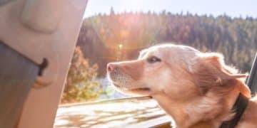 Is Your Pet Safe? Car Restraints & Travel Carrier Review - Cover Image