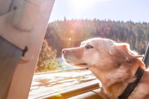Is Your Pet Safe? Car Restraints & Travel Carrier Review
