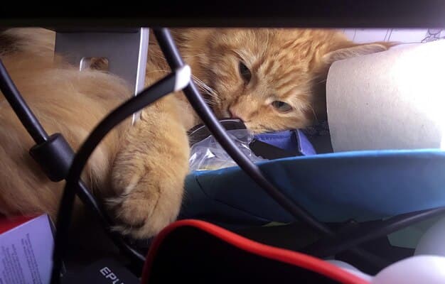 A cat comfortably resting inside a well-ventilated hard-sided travel carrier in the back seat of a car. The carrier is securely fastened with a seat belt.