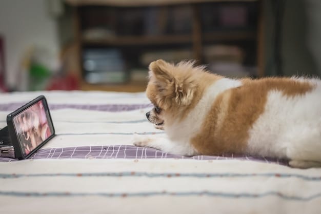 A split image showing a dog happily playing with a fetch machine on one side, and a cat intently focused on a toy mouse controlled by a smartphone app on the other.