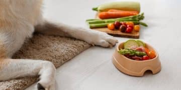 Elevated Pet Bowls: Posture and Digestion - Are They Worth It? - Cover Image
