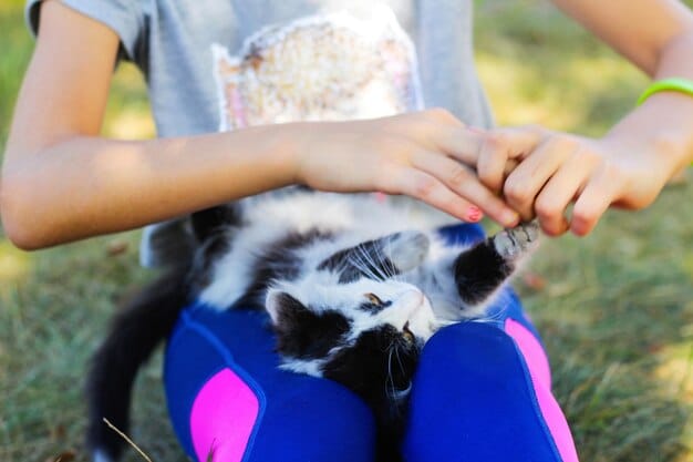 A cat wearing a calming collar, looking relaxed. A hand is gently petting the cat.