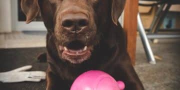 Long-Lasting Dog Toys: Reviews & Durability Secrets Revealed - Cover Image