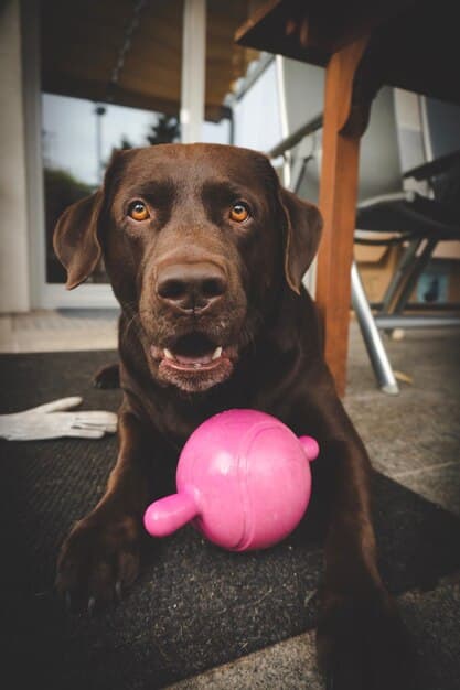 Long-Lasting Dog Toys: Reviews & Durability Secrets Revealed