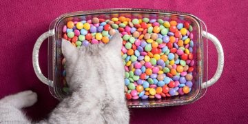 Is Your Cat Bored? Puzzle Feeders & Enrichment Toys Review - Cover Image