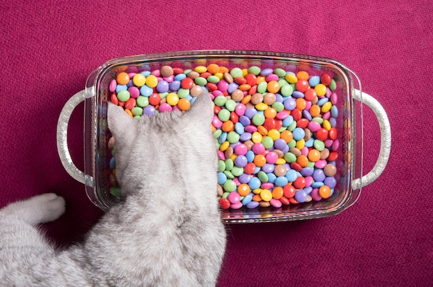 Is Your Cat Bored? Puzzle Feeders & Enrichment Toys Review