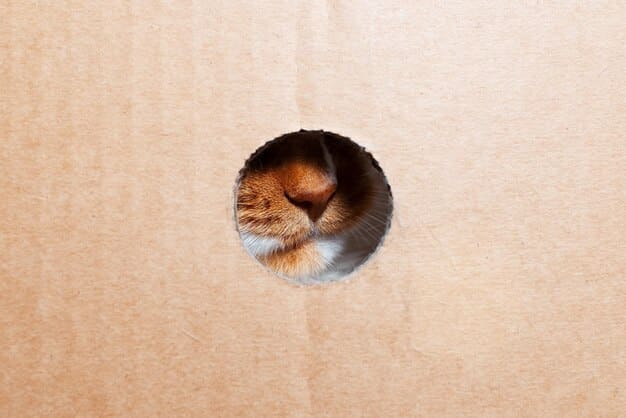A ginger cat playing with a homemade cardboard box maze. The cat is partially inside one of the boxes, peering out with curiosity. The maze is made of several cardboard boxes connected with cut-out openings. The scene is set indoors, with a glimpse of a cozy living room in the background.