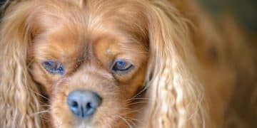 Is Your Pet's Food Making Them Sick? Spotting Allergens in 2025 - Cover Image