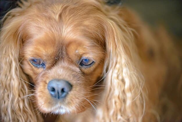 Is Your Pet’s Food Making Them Sick? Spotting Allergens in 2025