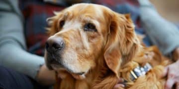 Urgent Recall Alert: Is Your Pet's Heartworm Medication Safe? (Updated Jan 2025) - Cover Image