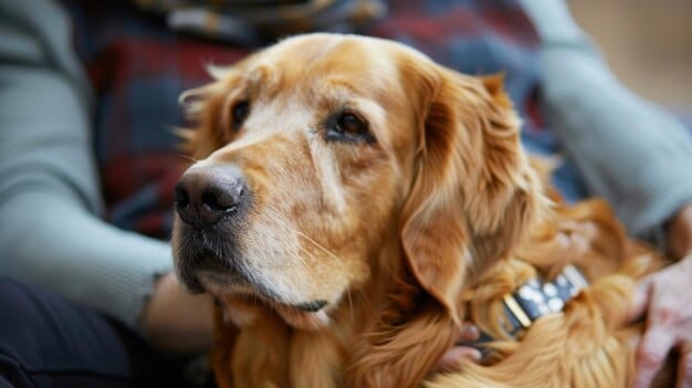 Urgent Recall Alert: Is Your Pet’s Heartworm Medication Safe? (Updated Jan 2025)