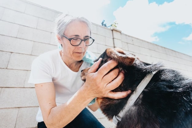 A close-up, compassionate view of a veterinarian gently examining a senior dog's eyes during a checkup, highlighting the importance of professional veterinary care in diagnosing canine cognitive dysfunction.